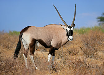 Giant Muleys