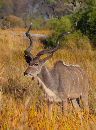 Giant Muleys