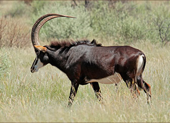 Giant Muleys